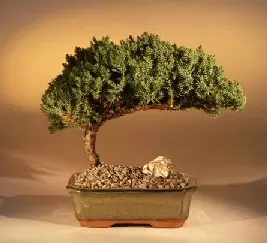 Image of Juniper Bonsai by www.bonsaiboy.com