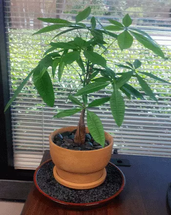 Image of Todd's Money Tree Bonsai