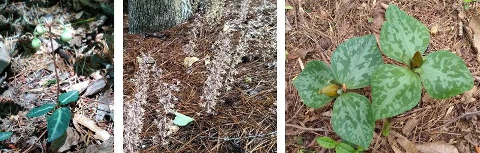 Lot Plants Horizontal